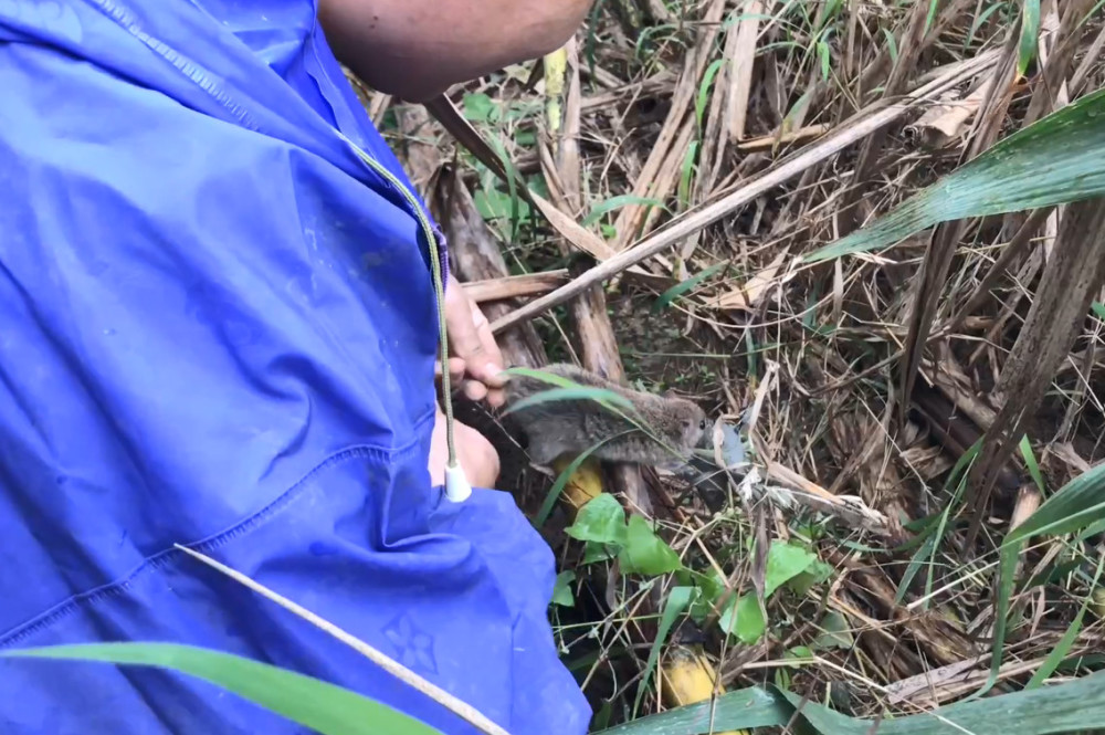 农村荒废甘蔗地,用夹子可以抓到几十块钱一斤的野货,简直赚到了