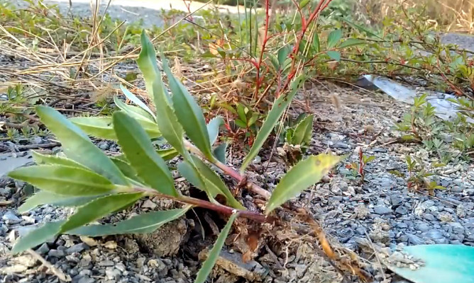 这种植物全身都是刺,叶子根茎均可食用,还是种好药你见过没