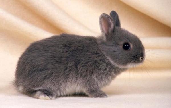 地球上10大奇特的夏眠动物,它们在生机勃勃的