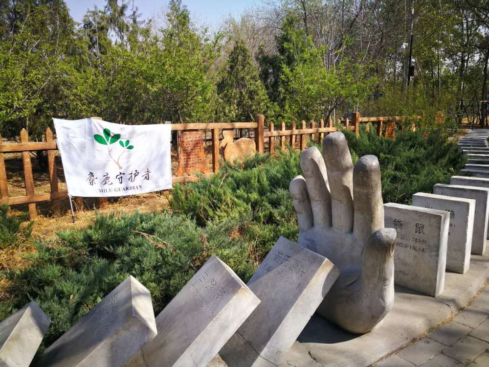 清明假期最后一天,麋鹿苑为灭绝动物办了场特殊仪式