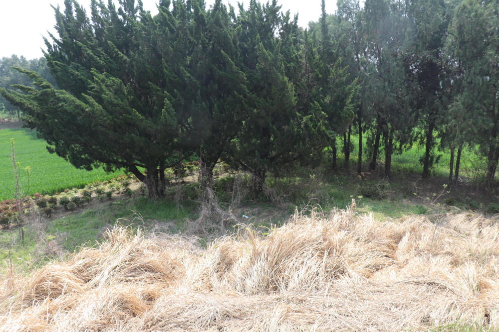 亳州城父镇四女孤堆遗址