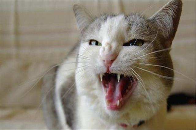 猫狗冷知识:成年猫的牙齿有30颗,而狗狗则比它