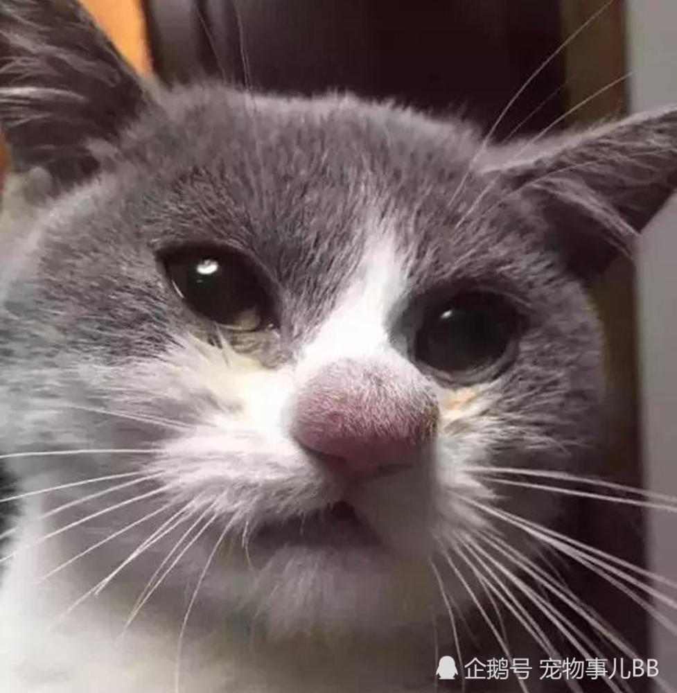猫狗遭蜂蜇 嘴唇肿成大香肠 可怜模样秒变欧阳锋