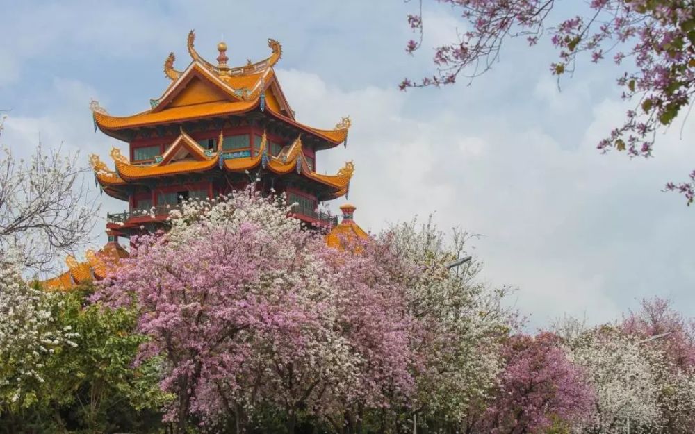 福州工业路网红羊蹄甲四月如期盛开 刷屏朋友圈