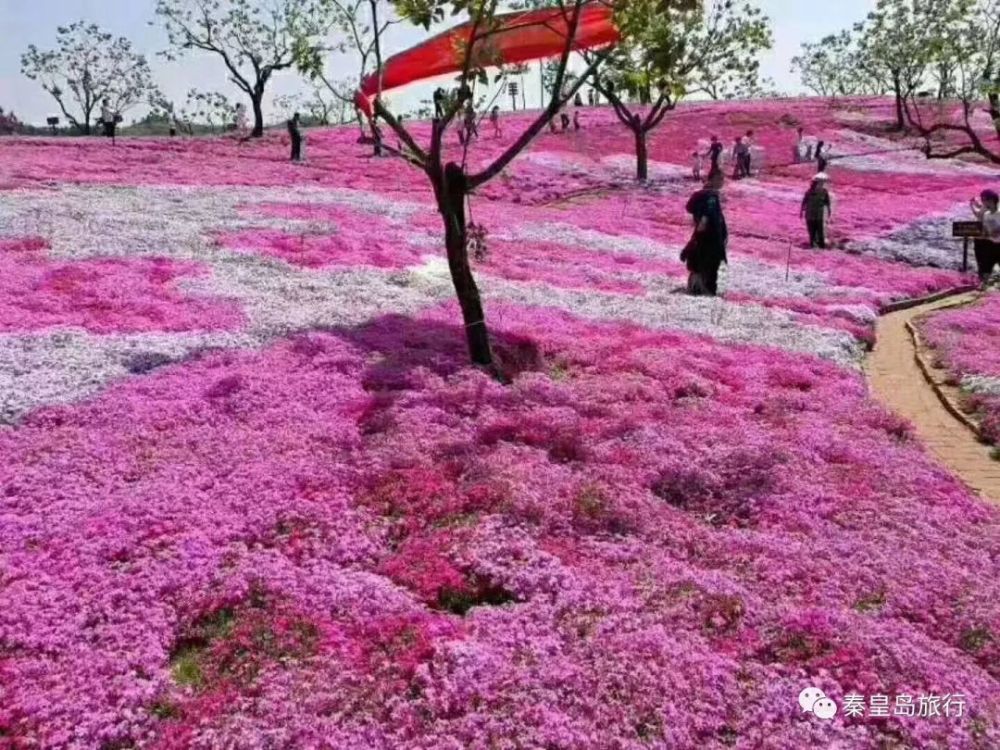 4月17日首发/迁安雨花谷赏花直通车/仅需89元