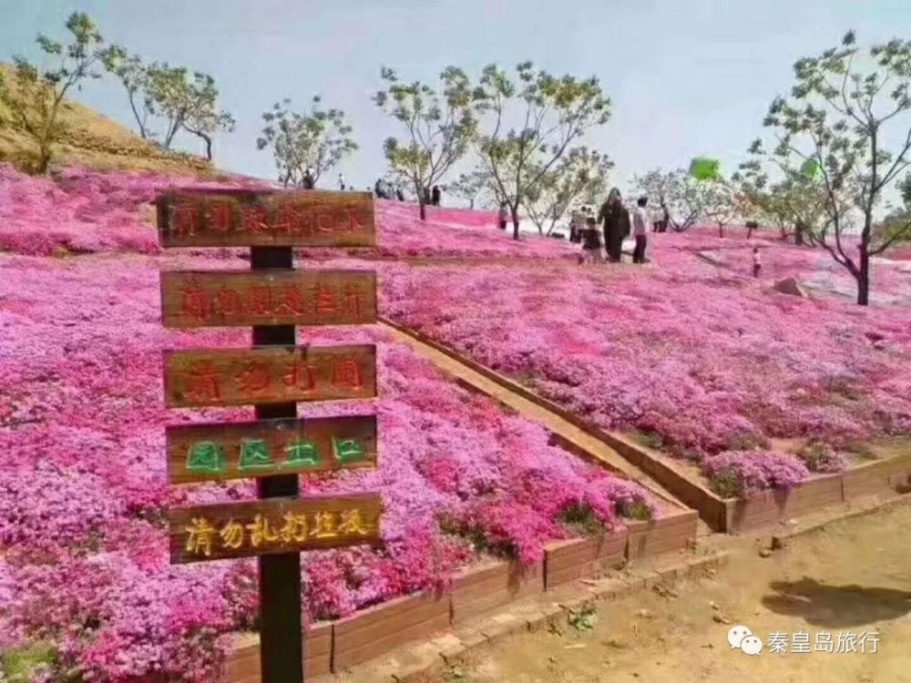 4月17日首发/迁安雨花谷赏花直通车/仅需89元