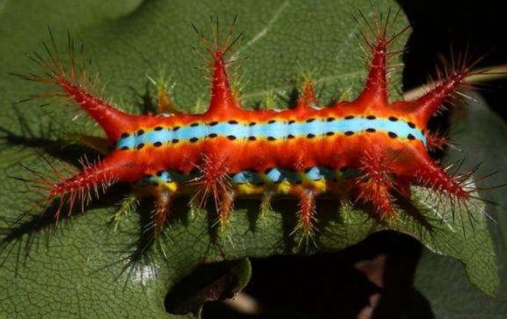 在农村,这是让无数人都感到害怕的虫子,可如今被人端上餐桌