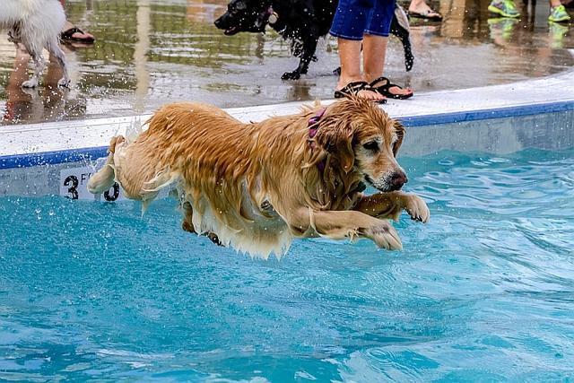 猫怕水狗善水,但不喜欢洗澡的狗也会怕水,该怎么让狗不怕水?