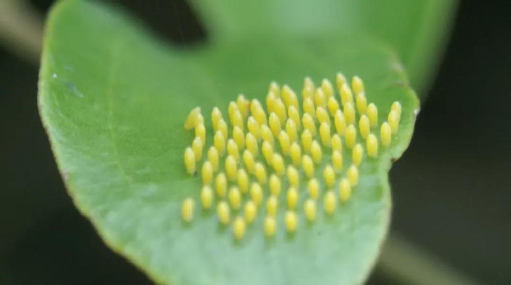 4月30日来湖州原乡让蝴蝶在你手指间停留