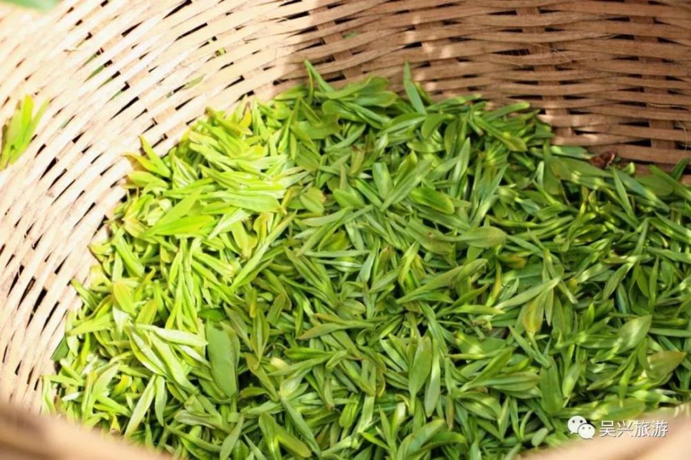 菰城旗枪上市啦舌尖上的吴兴等你来品