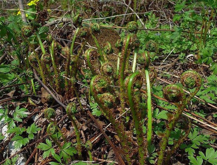 农村这种野菜和蕨菜很相似,东北人称它"野菜王,你觉得如何