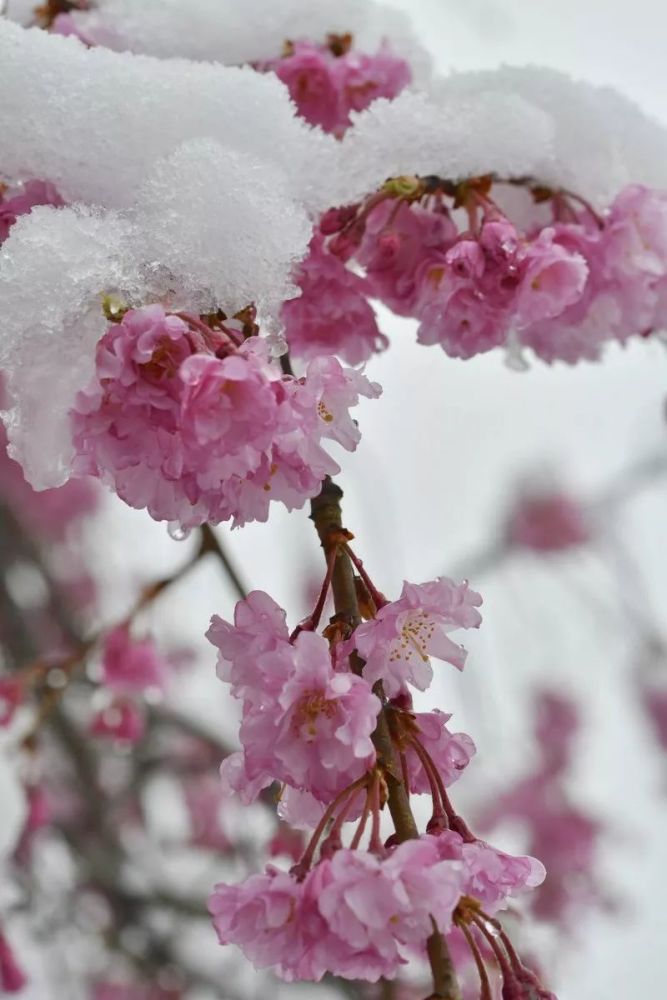 东京一夜回到"隆冬天,四月飘雪的季节"雪樱共舞"真美!