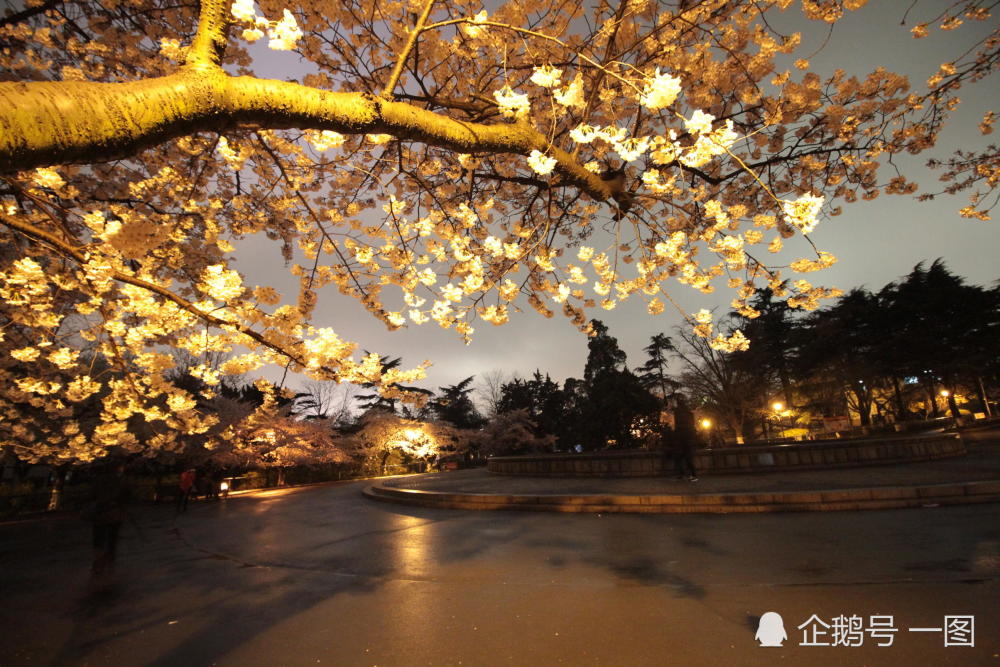 青岛700米樱花大道夜樱璀璨,成夜晚"网红"打卡胜地