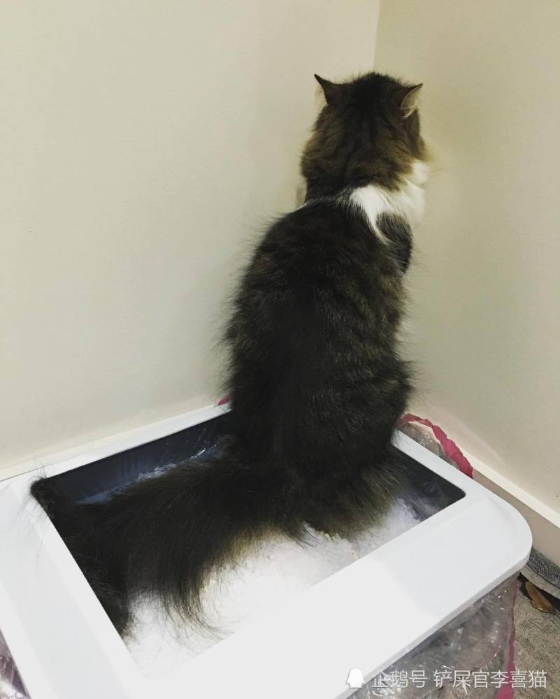 猫咪不在猫砂盆里排泄有这六个原因 铲屎官要找到缘由及时调整