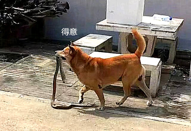 女子正在家中做饭 听到狗狗阵阵怒吼 拎着扫把就出了门