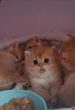 猫咪吐舌头卖萌,像只哈巴狗,网友一瞧被惹笑了_腾讯新闻