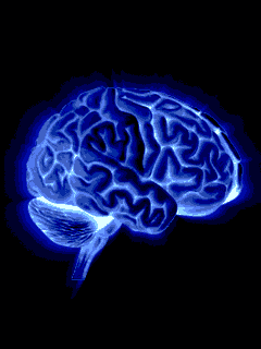 那颗指引大家找到"黑洞"的大脑,怎么被偷偷切成240份?