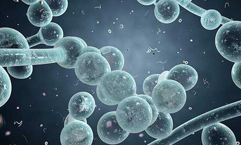 国家卫健委专家:超级真菌感染在中国属于个案