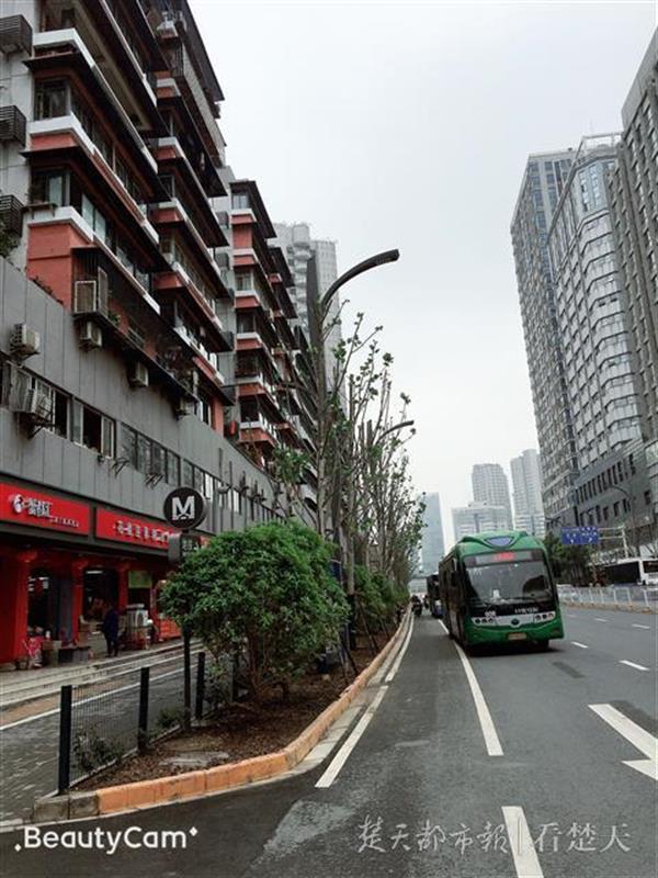 武汉打造绿荫城市，30天栽树两个解放公园(图2)