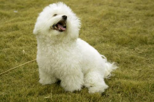 王牌铲屎官丨狗狗1岁等于人类7岁?这样评估年