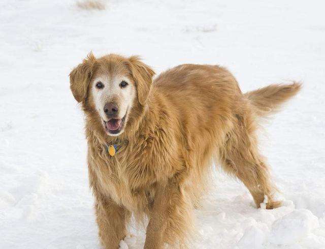 王牌铲屎官丨狗狗1岁等于人类7岁?这样评估年