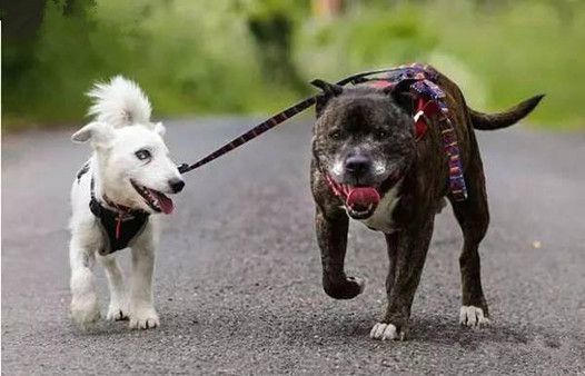 王牌铲屎官丨狗狗1岁等于人类7岁?这样评估年