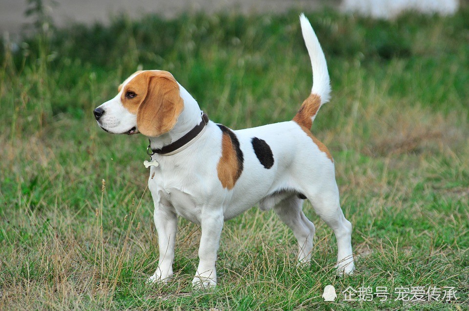 狗狗免疫差 抵抗力低怎么办 这5方法 让狗狗远离病痛
