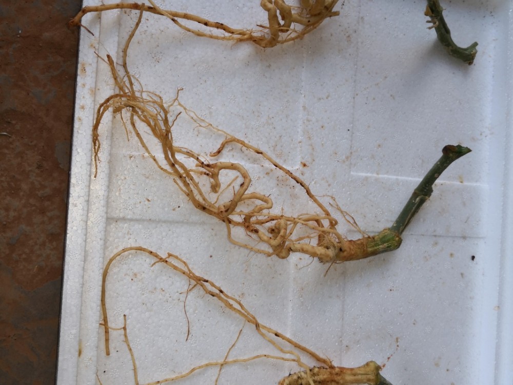 黄瓜出现"弹簧根",菜农该怎么办?教你如何防治