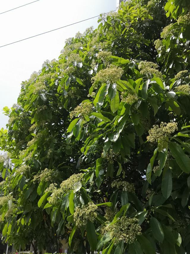石楠花 太有味道 武汉还种不种 官方最新回应