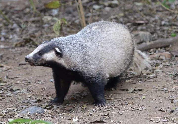 肥嘟嘟的狗獾是个暴脾气在野外看见它别吃惊哦