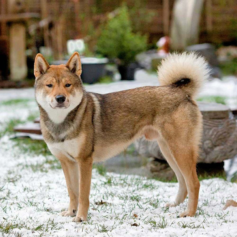 日本不止有秋田犬和柴犬 这四种狗虽不出名 可同样令人喜欢