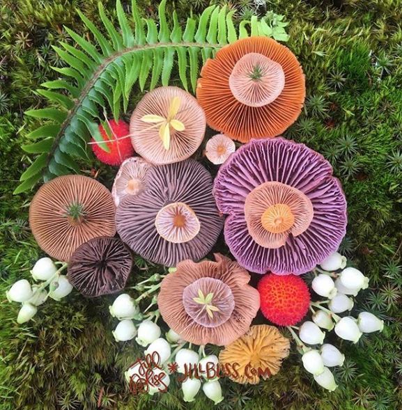 想不到吧蘑菇也能开花