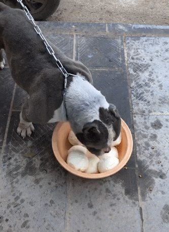 狗狗一餐吃一盆馒头,一口咽下一个,主人直喊快破产!