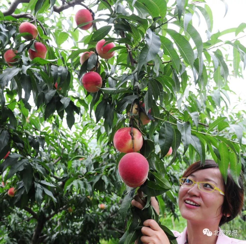 认购一棵平谷桃树,看它开花,抽芽,结果…最后一口吃掉!