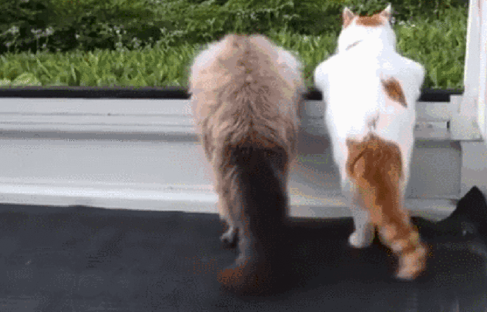 趣味科普动物为什么要长尾巴还喜欢摆来摆去