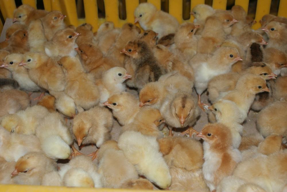 野鸡市场需求高,经济效益高,那么如何该提高野鸡苗的存活率呢?
