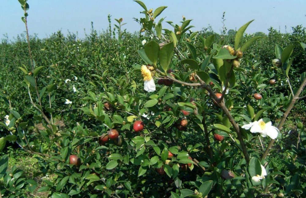 這種茶油果榨出來的油,市場一斤上百元,一擔僅榨出1斤油