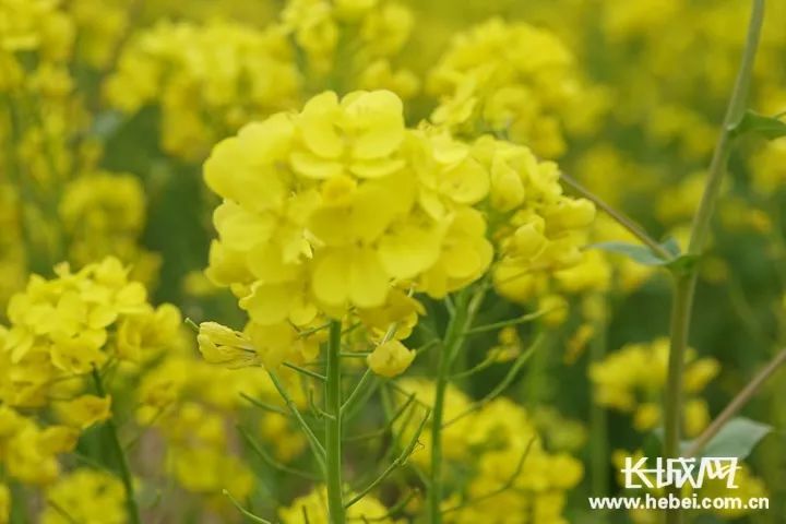 滿目金黃香百里 一方春色醉千山 走進安平縣 萬畝油菜花花開