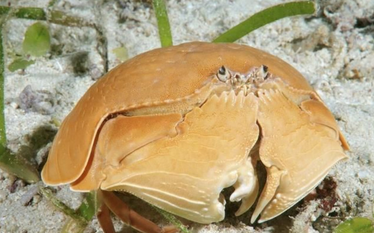 这长相蠢萌的"傻瓜蟹",为什么人们只吃它的蟹钳,身体完全不吃