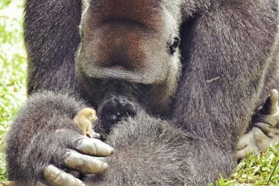 小猴子外出偶遇大猩猩,以为会被一掌拍死,结果让饲养员很暖心