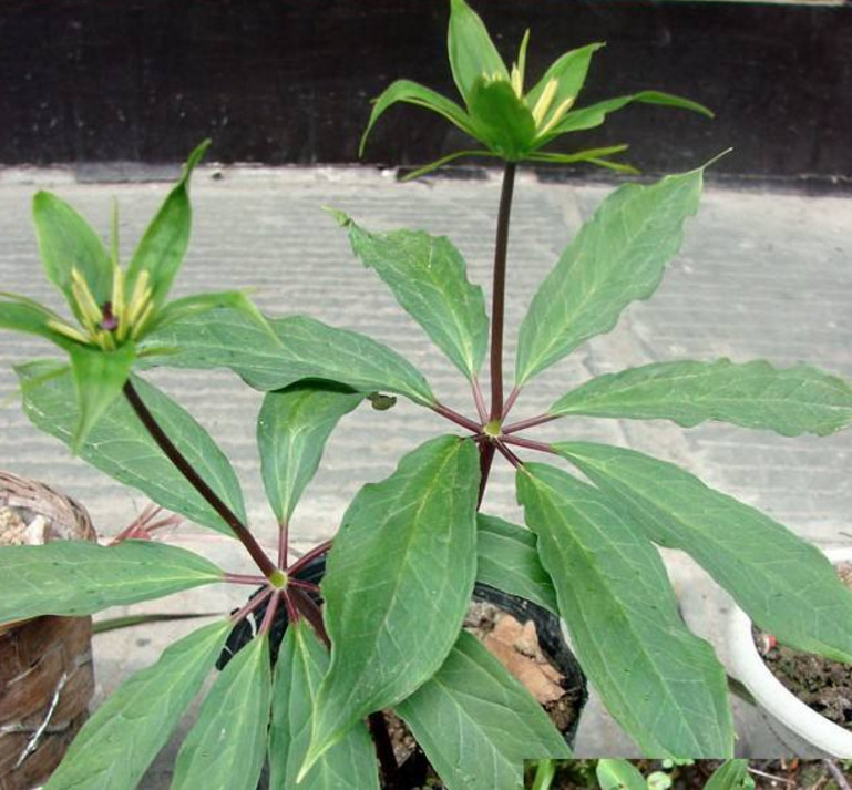 农村的这种野草很稀少,长相奇特却有很高价值,一斤卖到750元