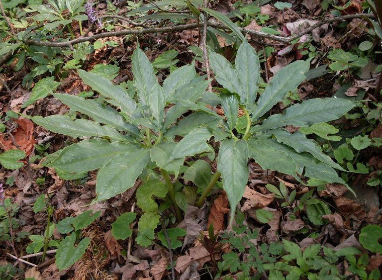 农村的这种野草很稀少,长相奇特却有很高价值,一斤卖到750元