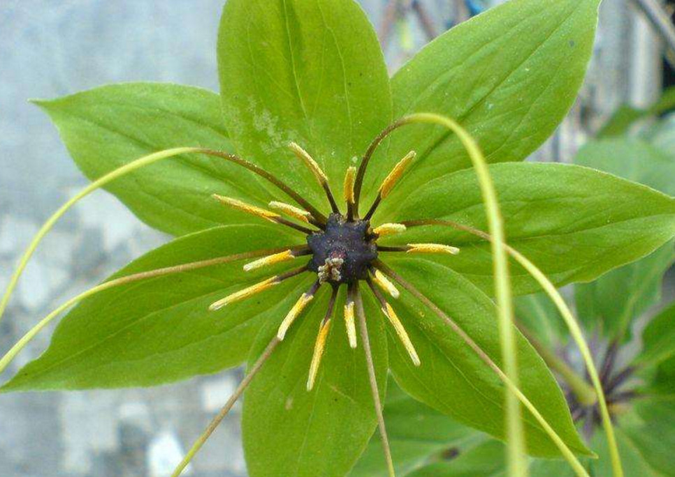 农村的这种野草很稀少,长相奇特却有很高价值,一斤卖到750元