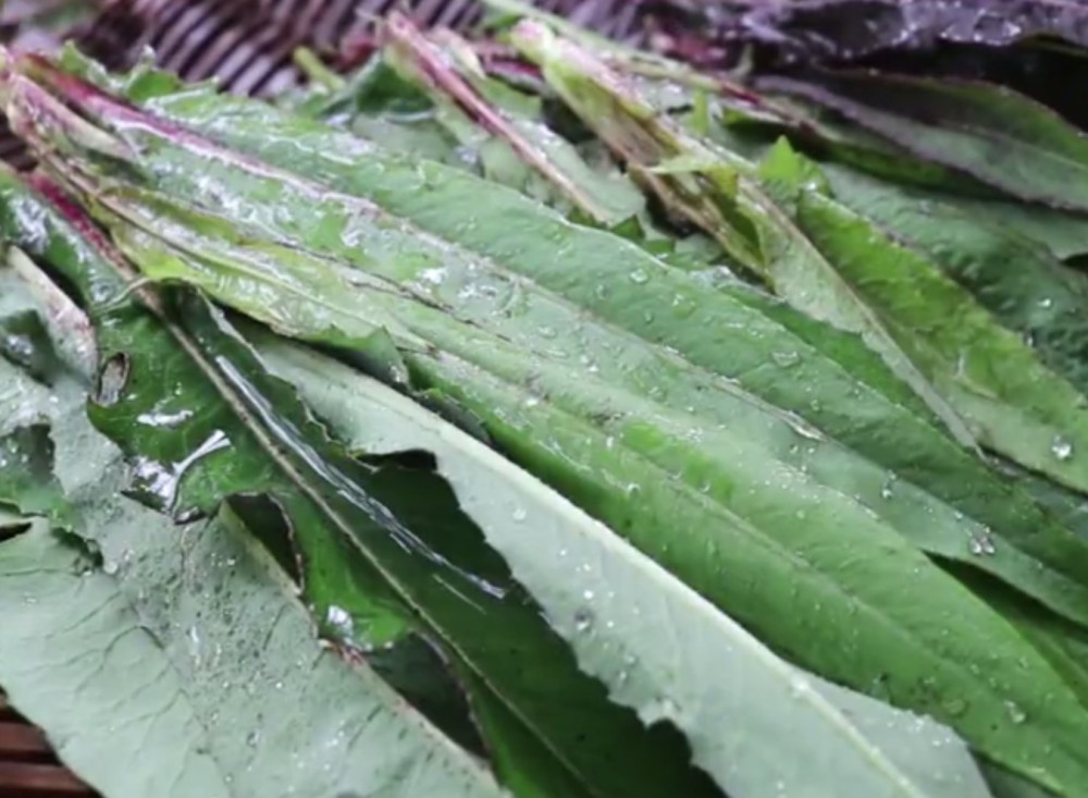 农村这种常见的野菜,之前只有穷人在吃,如今城里人却非常喜欢吃