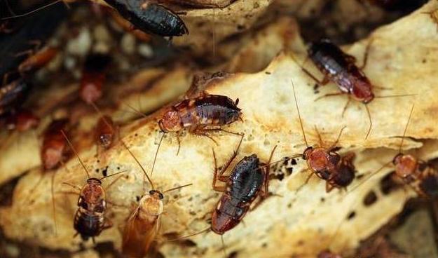 蟑螂灭的干干净净,用过的家里彻底没蟑螂