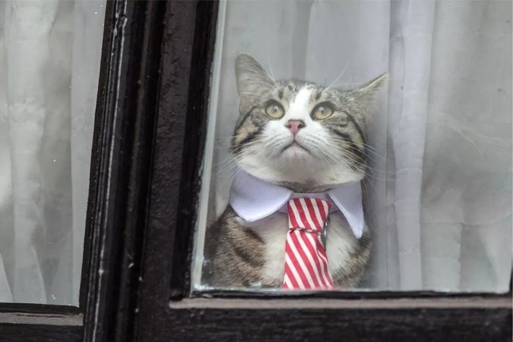 阿桑奇被捕后,他的猫去哪了?