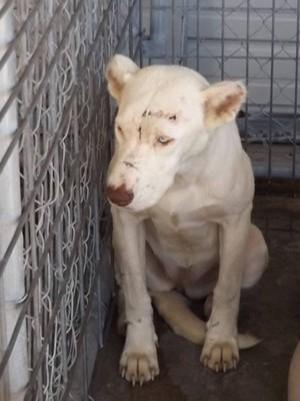 废弃厂房惊现流浪狗,三翻四次驱逐无用,一看原因令人泪目