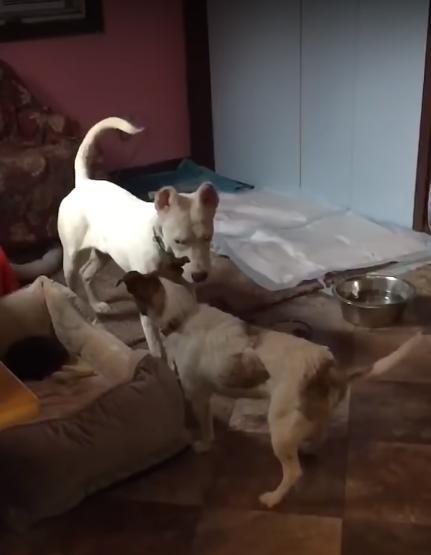 废弃厂房惊现流浪狗,三翻四次驱逐无用,一看原因令人泪目