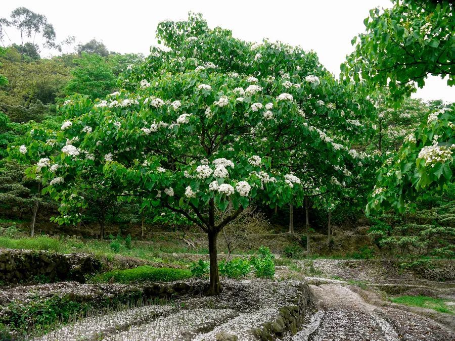 为4月16日—5月4日   五月雪是   油桐花的美称   每年四月未至 五