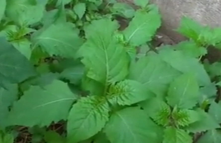 乡下有种草叫 黑果子 如今价值珍贵 原先被当杂草你们见过没